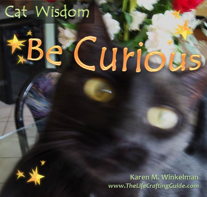 Cat... be curious
