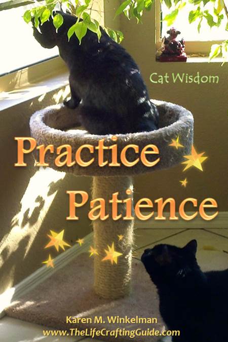 2 cats waiting. The words Practice Patience