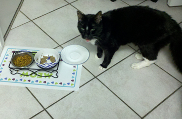 Seuss, a tuxedo cat unhappy with food choices
