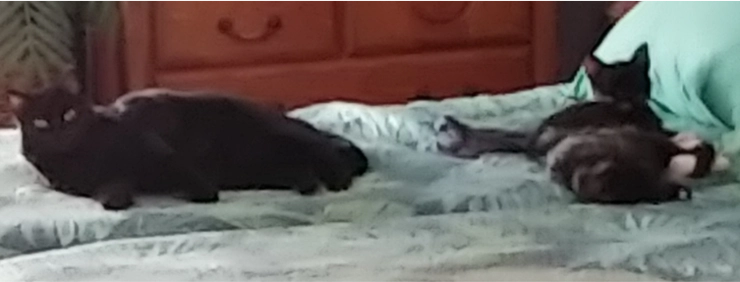 Valeria, Xander & Oz on the bed (black cat and 2 kittens)