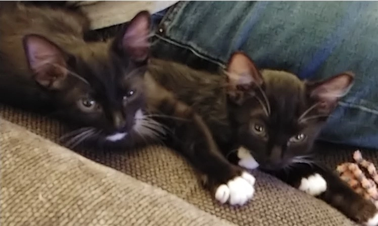 Xander & Oz, 2 black tuxedo kittens