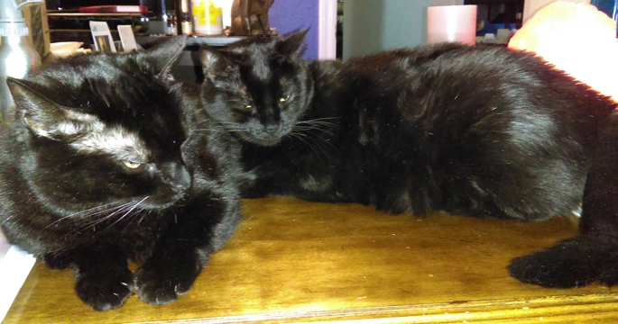 Xena & Valeria, office assistant (2 black cats on a desk)