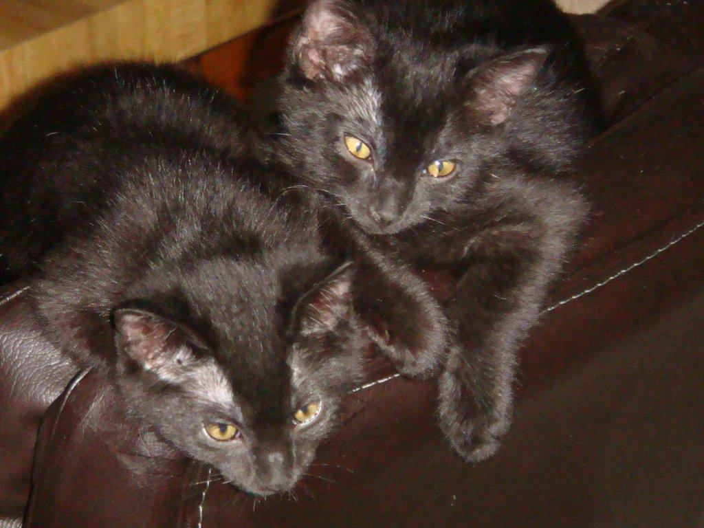 2 black kittens on a chair, Xena & Valeria
